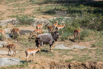 Nyala male and a group of impalas in Kruger National park, South Africa ; Specie Tragelaphus angasii family of Bovidae