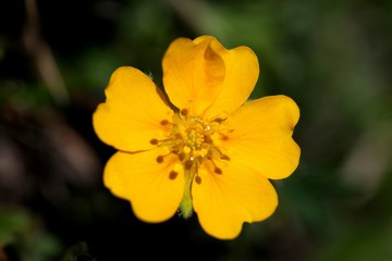 endemic flower varieties.artvin/savsat/turkey