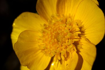 endemic flower varieties.artvin/savsat/turkey