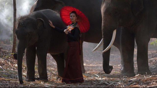 Pretty woman wearing Kui traditional dress the best silk of Surin Province Thailand and enjoying with the elephants in forest