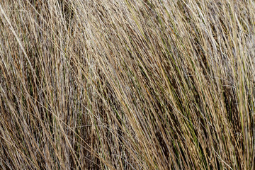 Field grass outdoor agriculture dry wheat
