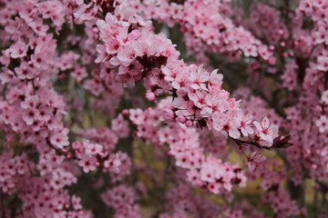 Cherry tree blooming, spring time tree,