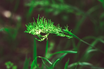 green grass