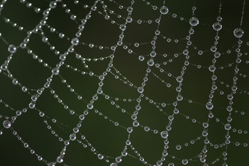 raindrops and spider web