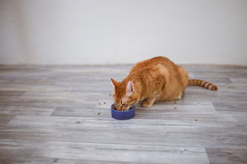 red cat eats from bowl in bright interior