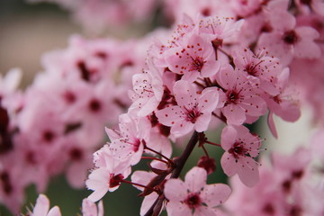 Cherry tree blooming, spring time tree,