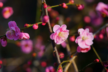 Fototapeta na wymiar Pink flower blooms of the Japanese ume apricot tree, prunus mume, in winter in Japan