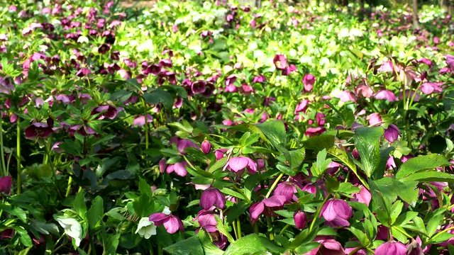 満開のクリスマスローズ