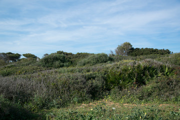 Fototapeta premium Meadow