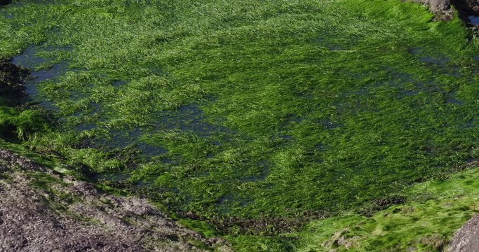 the green seaweeds on the rocks