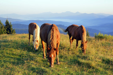 Three horses at dawn graze in the meadow on the background of silhouettes of mountains