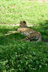 gepard