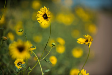 Wild flower, La Pampa.  Patagonia, Argentina
