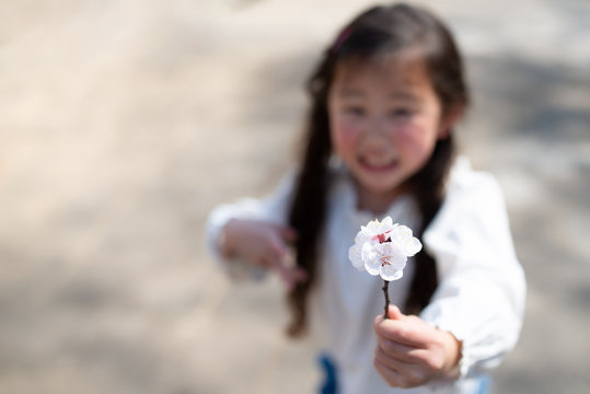 白い花を差し出す女の子 Stock Photo Adobe Stock 白い花を差し出す女の子 Stock Photo Adobe Stock