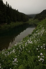 endemic flower varieties.artvin/savsat/turkey