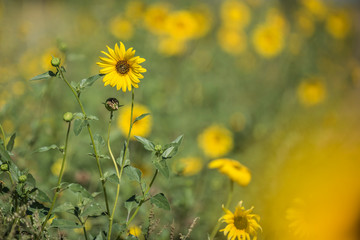 Wild flower, La Pampa.  Patagonia, Argentina