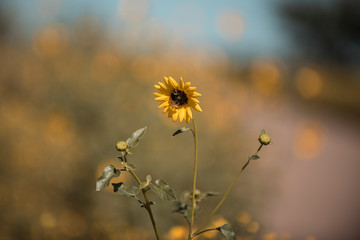 Fototapeta na wymiar Wild flower, La Pampa. Patagonia, Argentina