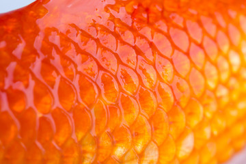 Closeup of a golden fish scales
