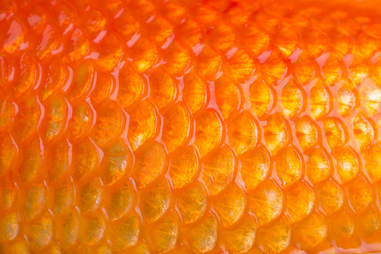 Closeup of a golden fish scales