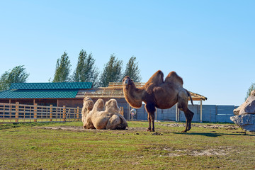 Naklejka premium camels at the zoo on a sunny day