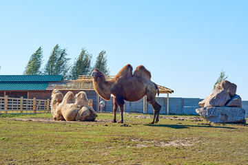 camels at the zoo on a sunny day
