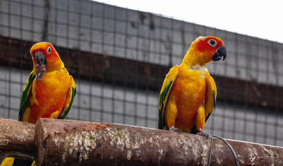 Small yellow and red coloured parrot
