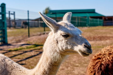 lama at zoo