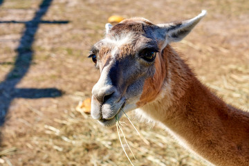 Obraz premium lama at zoo