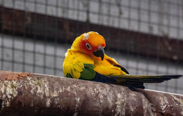 Small yellow and red coloured parrot