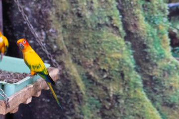 Small yellow and red coloured parrot