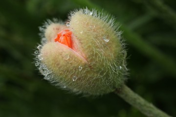 endemic flower varieties.artvin/savsat/turkey