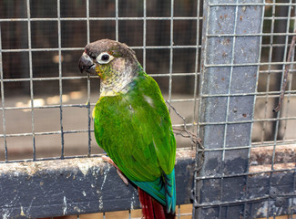 small green parrot