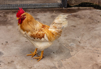 Brown and white chicken