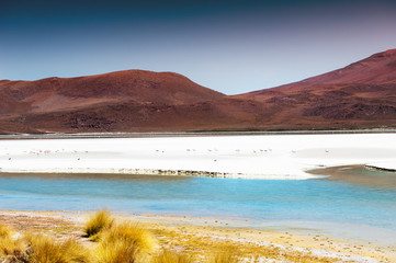High-altitude lagoon with pink flamingos on Altiplano plateau, Bolivia.