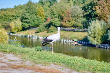 European white stork (Ciconia ciconia)