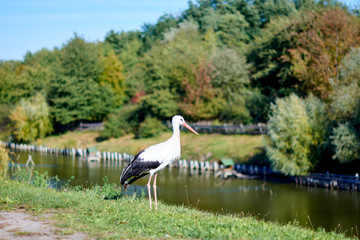 European white stork (Ciconia ciconia)