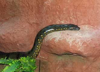 Snakes green and yellow