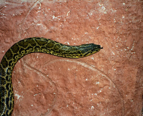 Snakes green and yellow