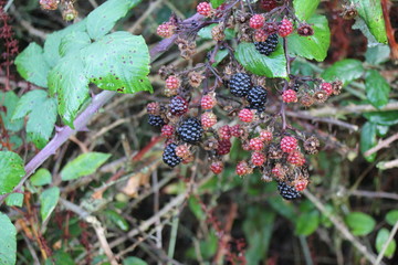blackberries on blackberry bush brambles 