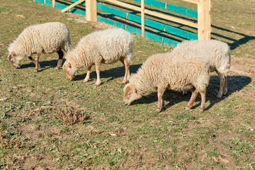 white fluffy lambs eat hay