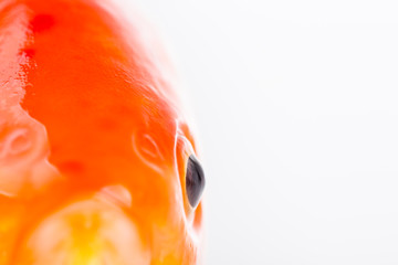 Fish Eye. Gold fish