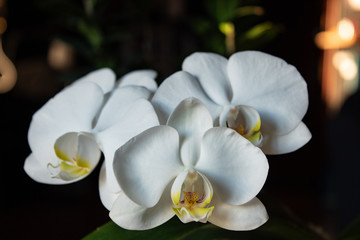Super close up of beautiful white orchid; indoor  plants with sunset light.