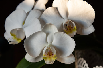 Fototapeta na wymiar Super close up of beautiful white orchid; indoor plants with sunset light.