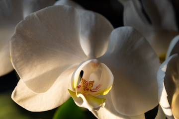 White orchid at sunset, indoors, backlit with golden sunset light.