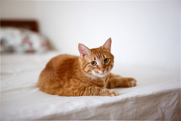 red domestic cat on a blanket, warm tone