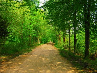 view of the beautiful spring forest in bright green colors