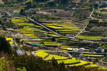 菜の花段々畑 © sand555