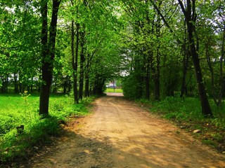 Obraz premium view of the beautiful spring forest in bright green colors