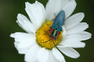 an insect crawling on a white flower.