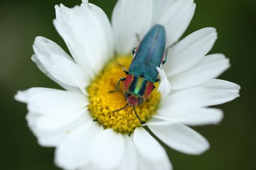 an insect crawling on a white flower.